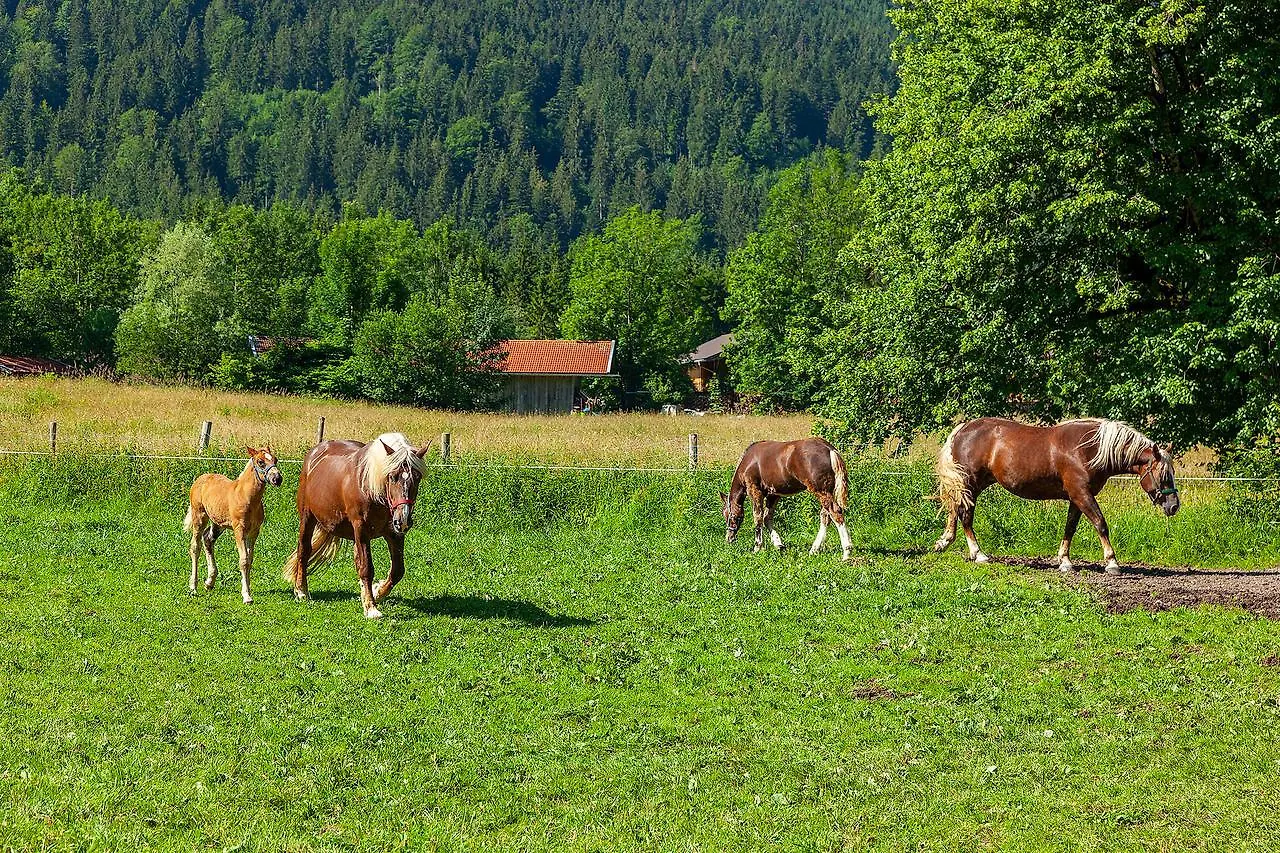 Groebl-Alm Haus Zur Schoenen Aussicht Graswang Apartment